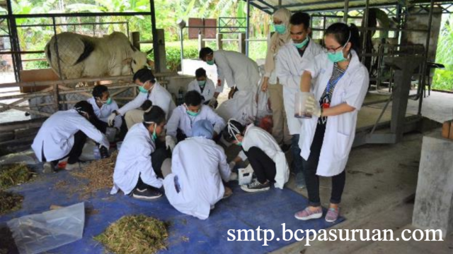 Jurusan Peternakan: Menelusuri Ilmu dan Peluang Karier